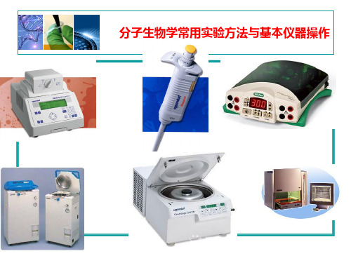 分子生物学常用实验方法与基本仪器操作