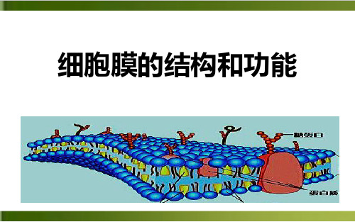 【人教版材】化学细胞膜的结构和功能专家课件1