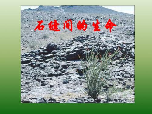 语文:1.2《石缝间的生命》课件(2)(语文版九年级下册)