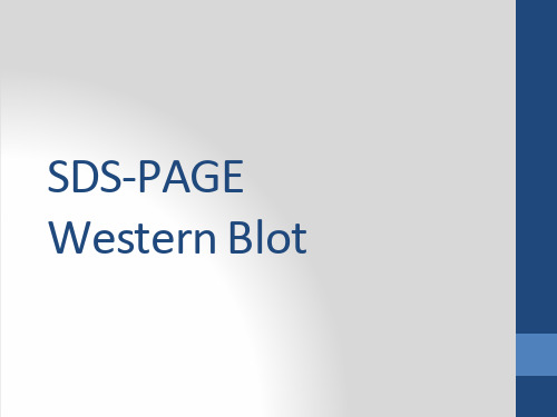 SDS-PAGE和WesternBlot技术