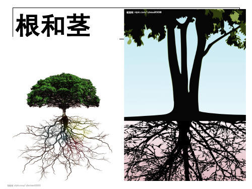 《根和茎》PPT优秀课件苏教版科学2