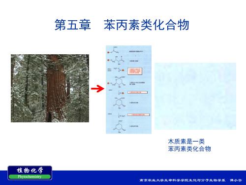 五苯丙素类化合物精品PPT课件