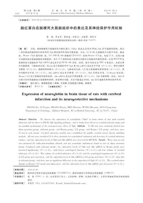 脑红蛋白在脑梗死大鼠脑组织中的表达及其神经保护作用机制