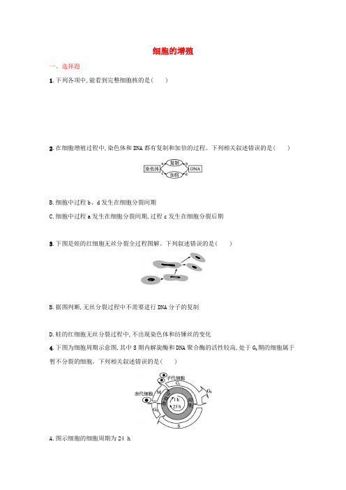 新教材高考生物一轮复习考点规范练12细胞的增殖(含解析)新人教版