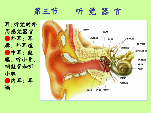 感官——生理学