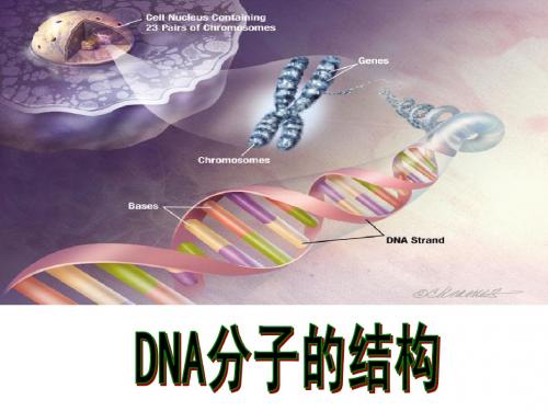 DNA分子的结构和复制