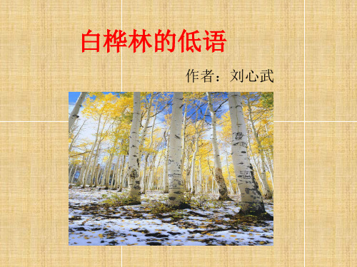 白桦林的低语-课件