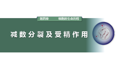 高三生物一轮复习课件4.2 减数分裂和有丝分裂的比较以及观察蝗虫精母细胞减数分裂实验