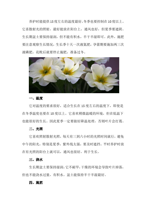 樱草花怎么养殖