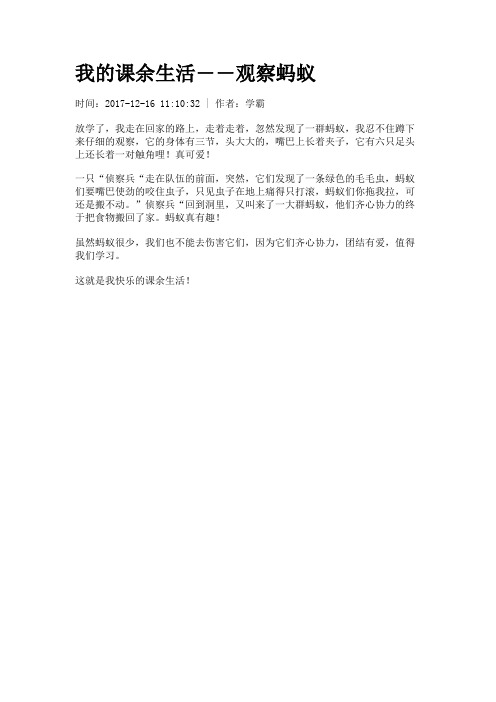 我的课余生活――观察蚂蚁
