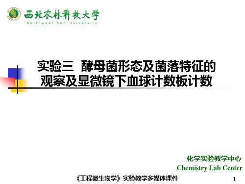 实验三  酵母菌形态及菌落特征的观察及显微镜下血球计数板计数