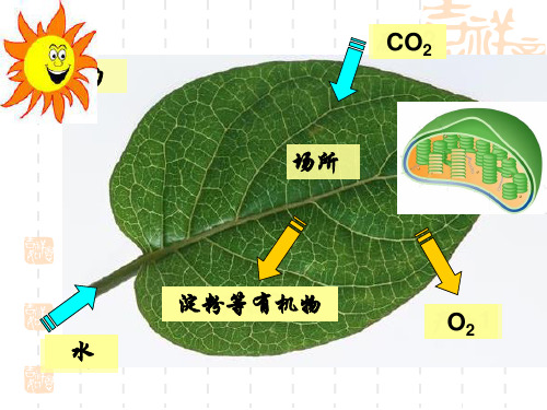 光合作用的探究历程(用)