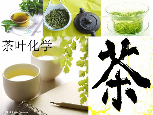 茶叶化学绪论ppt课件