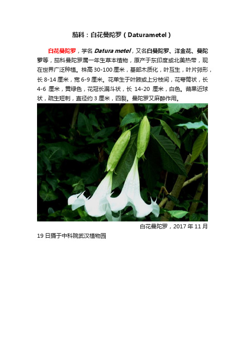 茄科：白花曼陀罗（Daturametel）