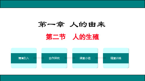 人的生殖课件人教版生物七年级下册