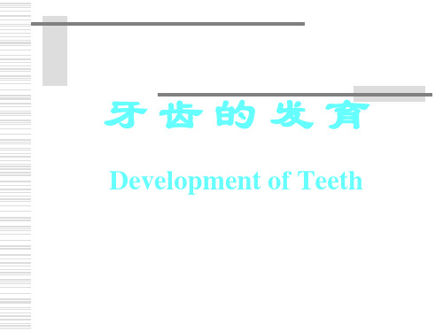 牙齿的发育 PPT