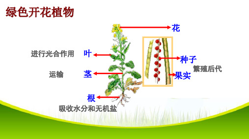 3.1.1 藻类、苔藓和蕨类植物