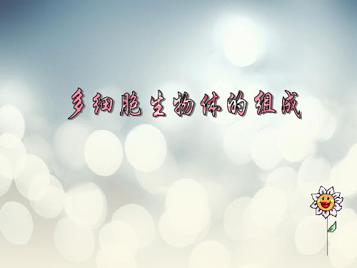 多细胞生物体的组成PPT教学课件_1