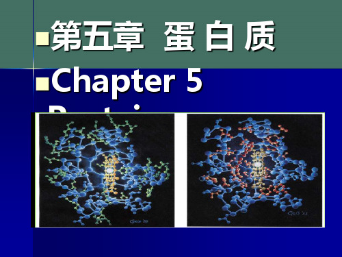 食品化学 蛋白质ppt课件