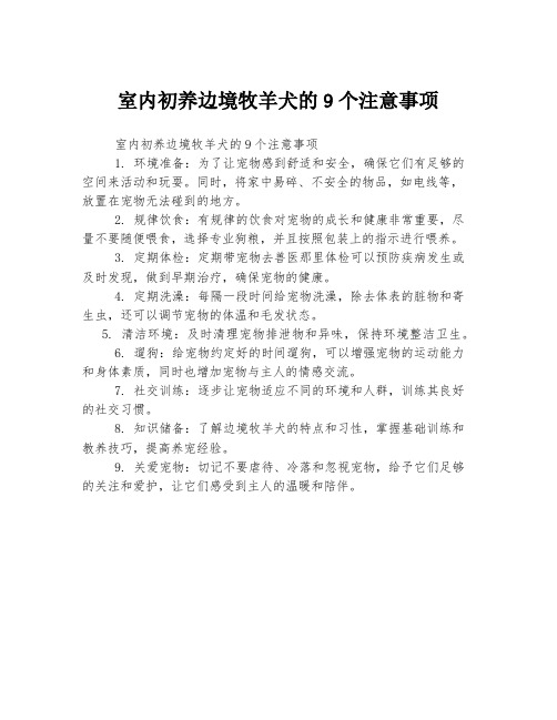 室内初养边境牧羊犬的9个注意事项