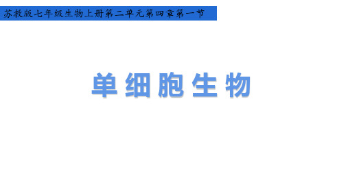 2.4.1  单细胞生物  课件-苏教版生物七年级上册