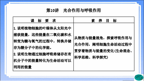 高中生物光合作用与呼吸作用