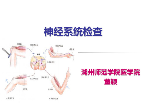 健康评估-神经反射检查课件