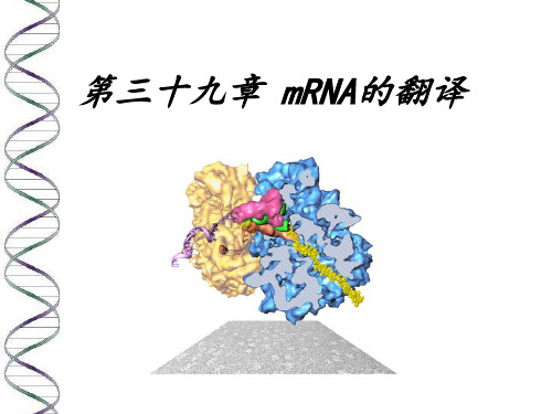 第三十九章 mRNA的翻译