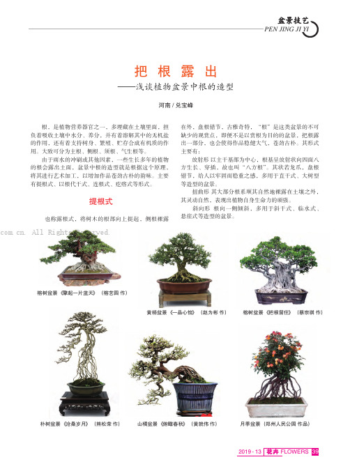 把根露出——浅谈植物盆景中根的造型