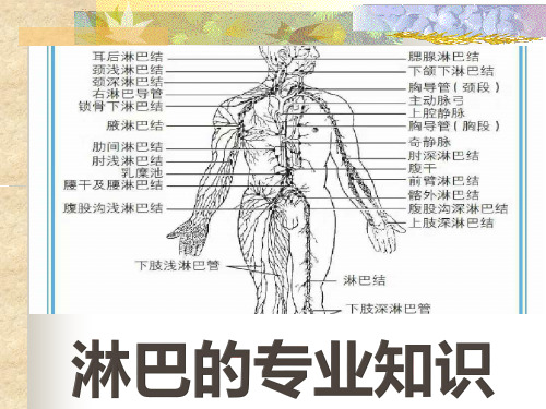 淋巴专业知识PPT03