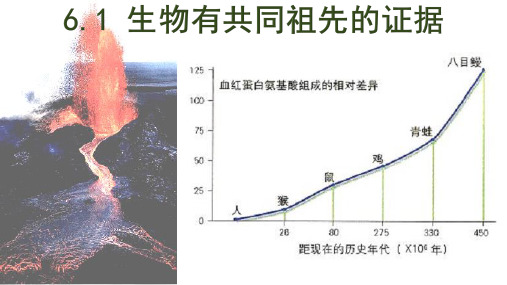 《生物有共同祖先的证据》人教版高中生物优秀-PPT