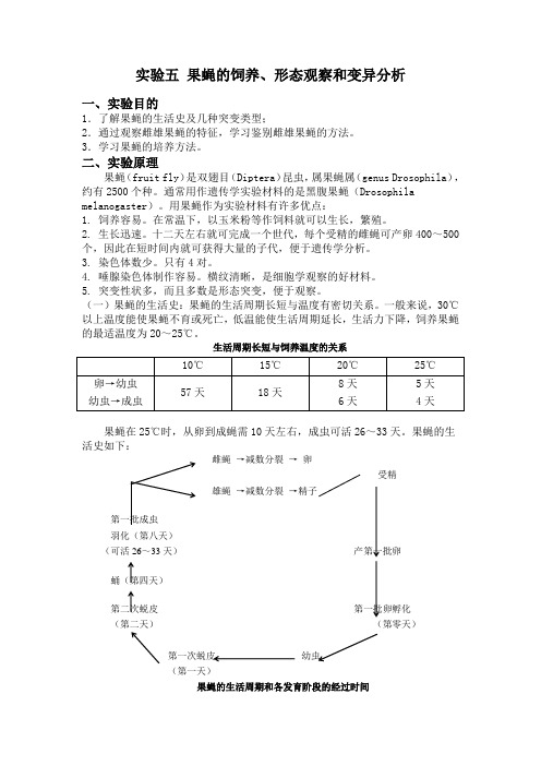 实验五 果蝇的饲养、形态观察和变异分析