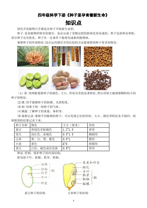 小学科学教科版四年级下册第一单元第1课《种子里孕育着新生命》知识点2