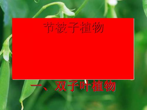 双子叶植物PPT课件 冀教版