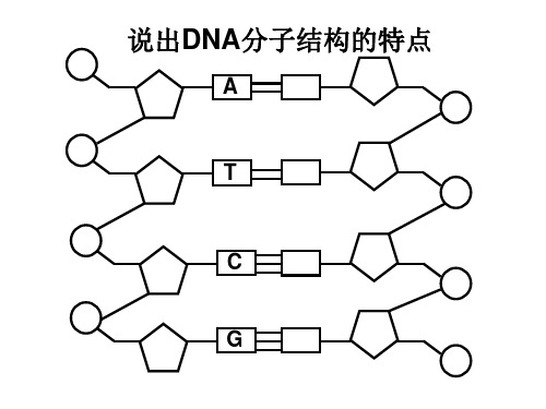 高二生物dna的结构和复制(PPT)2-2