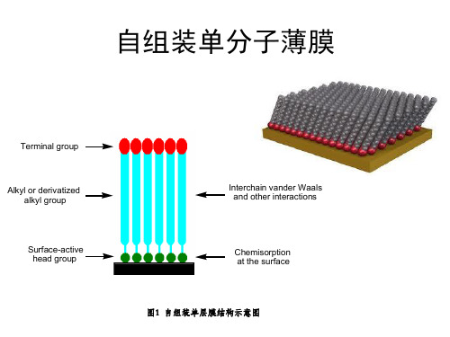 自组装单分子薄膜