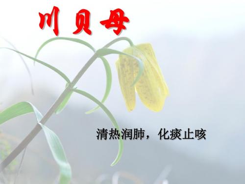 中药川贝母