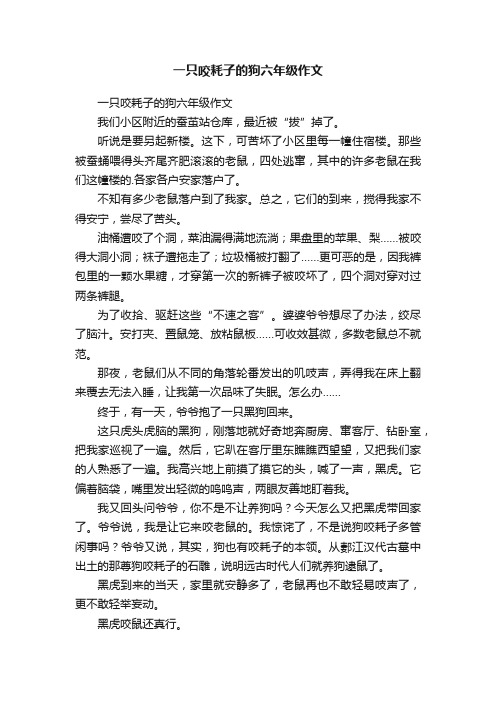 一只咬耗子的狗六年级作文