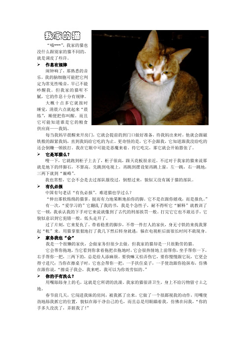 我家的猫---丁鸿运