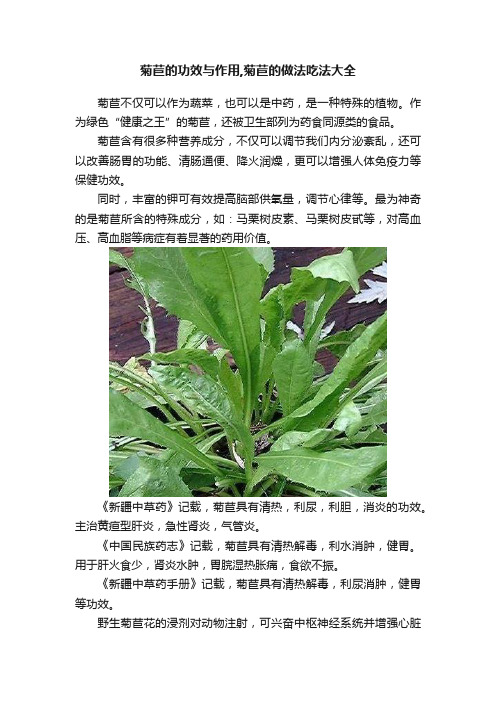 菊苣的功效与作用,菊苣的做法吃法大全