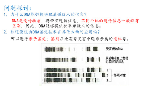 DNA的结构ppt课件