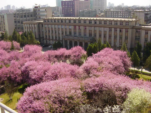 系统解剖学课件--脊神经-昆明医学院