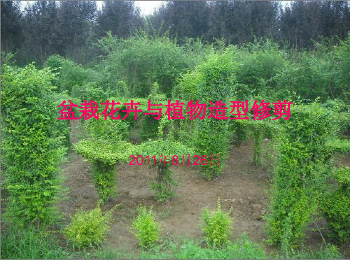 盆栽花卉与植物造型修剪