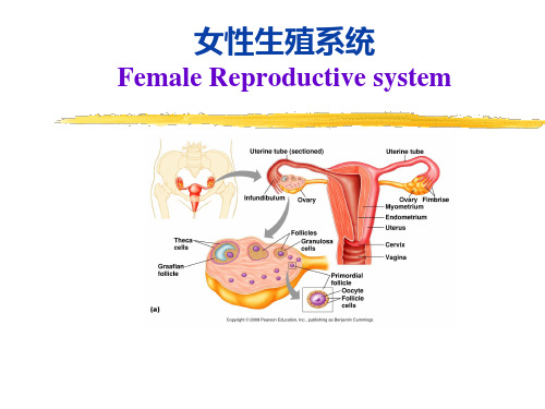 组织学与胚胎学-女性生殖系统PPT