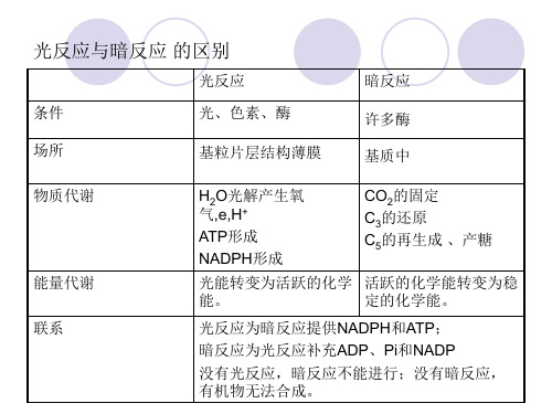 高中生物暗反应与光反应