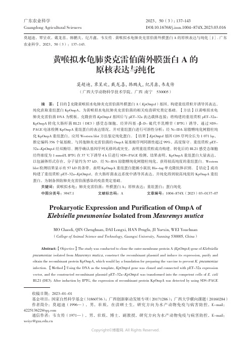 黄喉拟水龟肺炎克雷伯菌外膜蛋白A_的原核表达与纯化