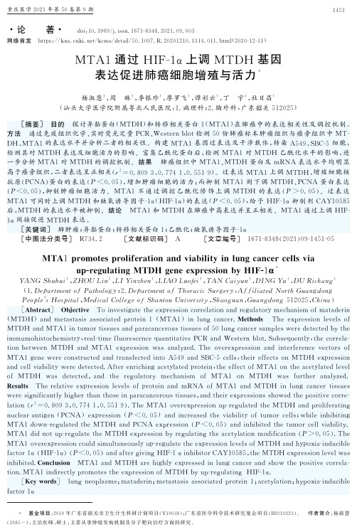 MTA1通过HIF-1α上调MTDH基因表达促进肺癌细胞增殖与活力