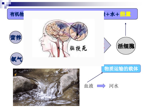 物质运输的载体