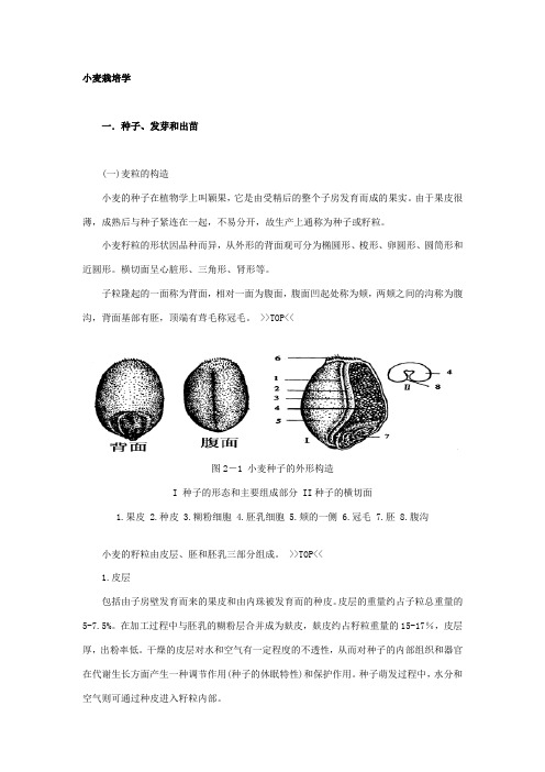 小麦栽培学