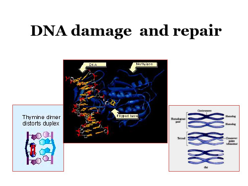 (12)DNA damage  and repair(2)